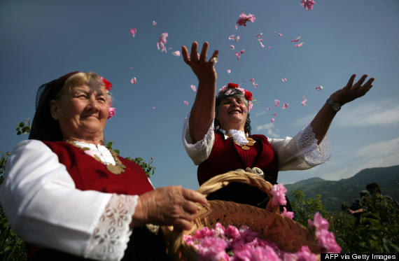 esta flor rosa - valle de las rosas