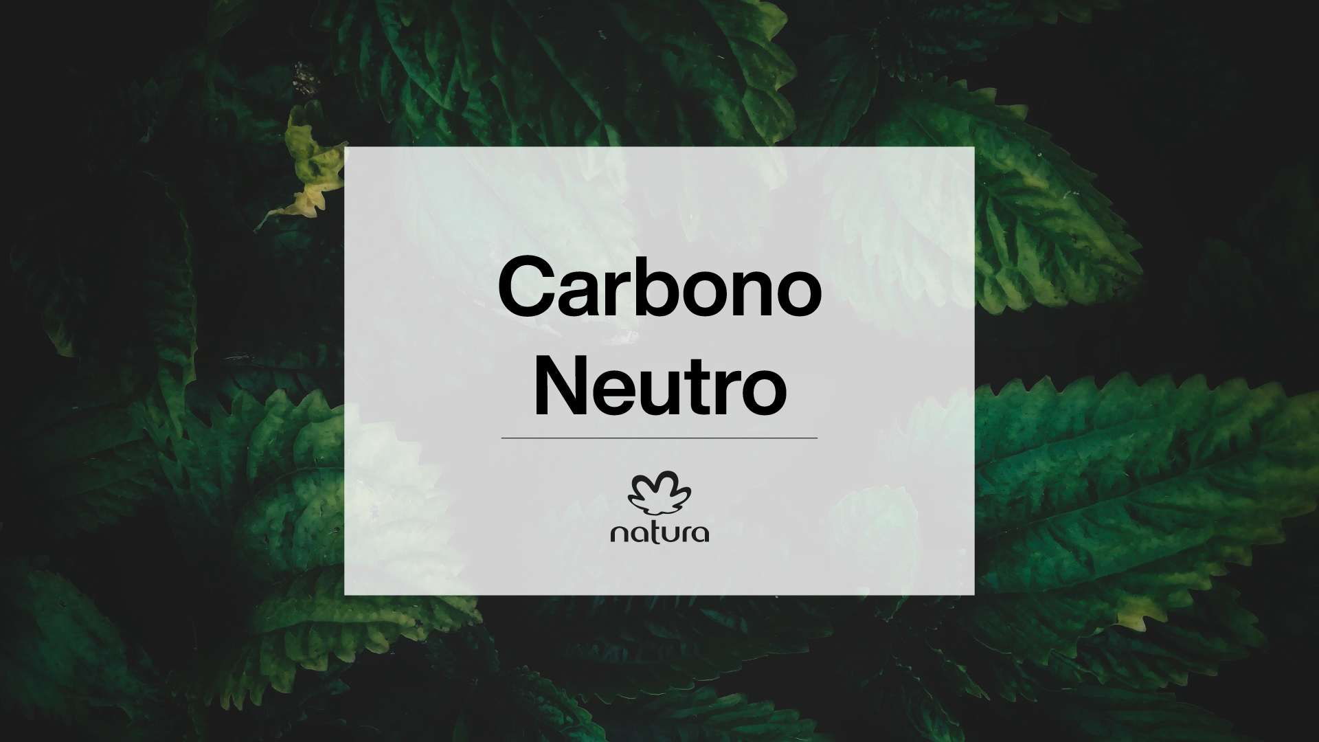 Descubrir 92+ imagen programa carbono neutro natura